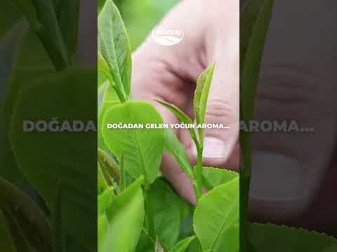 Sosyal Medya Reels İçeriği - Yaratıcı Videolar